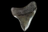 Serrated, Fossil Megalodon Tooth #129987-1